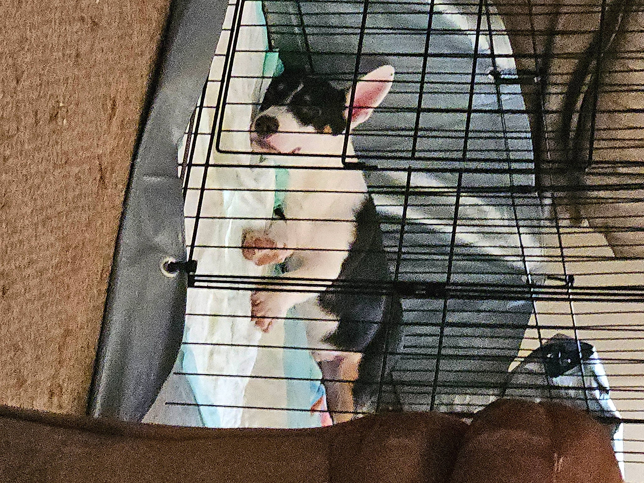 Biscuit joined the competition — help win amazing prizes! animal_shelter, cage, carnivore, fawn, felidae, fur, line, mammal, mesh, pet_supply, rabbit, service, shadow, small_to_medium_sized_cats, snout, tail, tints_and_shades, vertebrate, whiskers, window