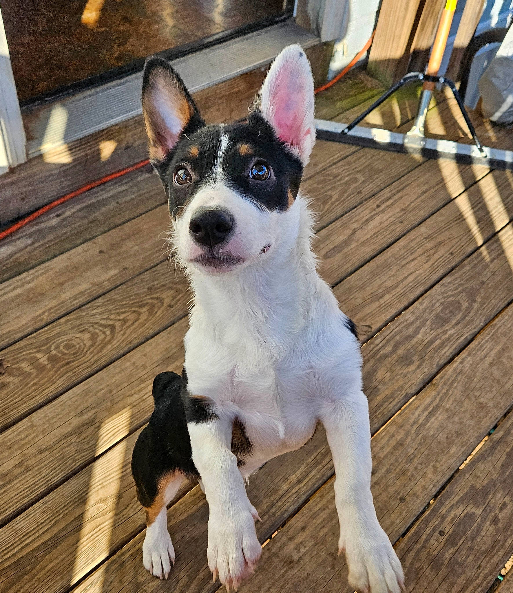 Biscuit is registered to the contest to win money with this photo: canidae, carnivore, collar, companion_dog, dog, dog_breed, dog_collar, fawn, flooring, fur, hardwood, plank, snout, sporting_group, tail, varnish, whiskers, wood, wood_stain, working_animal