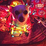 Loco joined the competition — help win amazing prizes! dog, chihuahua, christmas_lights, holiday, festive, wrapped_in_lights, blanket, gift_wrap, indoor, pet, small_dog, christmas, decorations, cute, animal, festive_outfit, warm_lighting, holiday_decor, christmas_theme, cozy