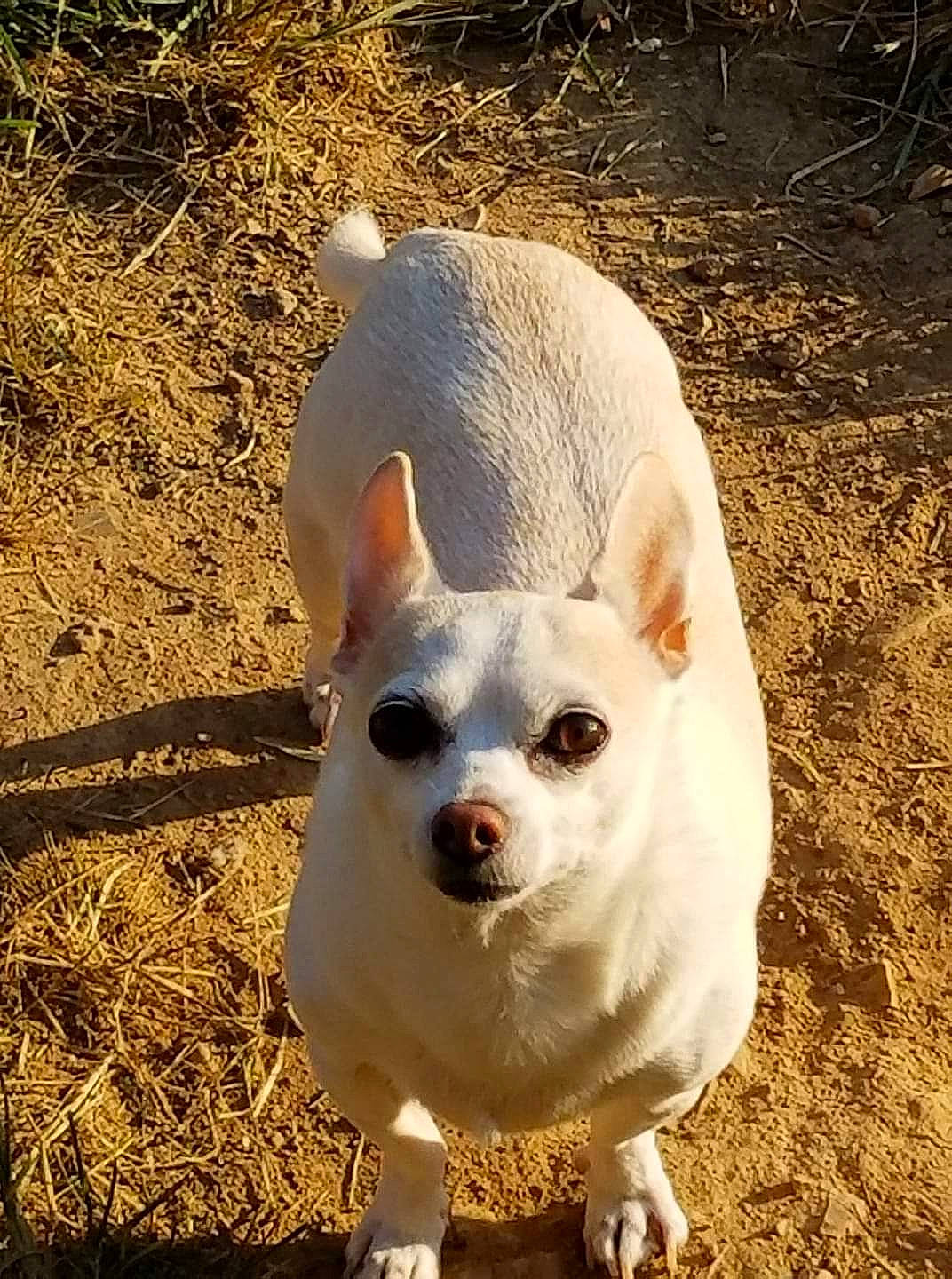 Loco is registered to the contest to win money with this photo: canidae, carnivore, companion_dog, dog, dog_breed, fawn, fur, grass, happy, non_sporting_group, plant, snout, soil, sporting_group, tail, terrestrial_animal, toy_dog, whiskers, working_animal