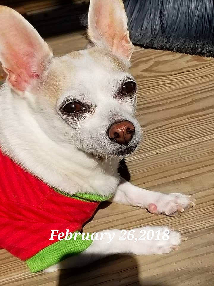 Loco joined the competition — help win amazing prizes! canidae, carmine, carnivore, companion_dog, corgi_chihuahua, dog, dog_breed, dog_supply, ear, eye, fawn, fur, hardwood, head, snout, terrestrial_animal, toy_dog, whiskers, wood, working_animal