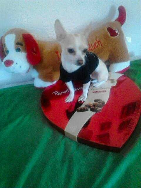 Loco joined the competition — help win amazing prizes! canidae, carmine, carnivore, companion_dog, dog, dog_breed, dog_clothes, dog_supply, dog_toy, event, linens, mammal, pet_supply, plush, sporting_group, stuffed_toy, tail, toy, toy_dog, working_animal