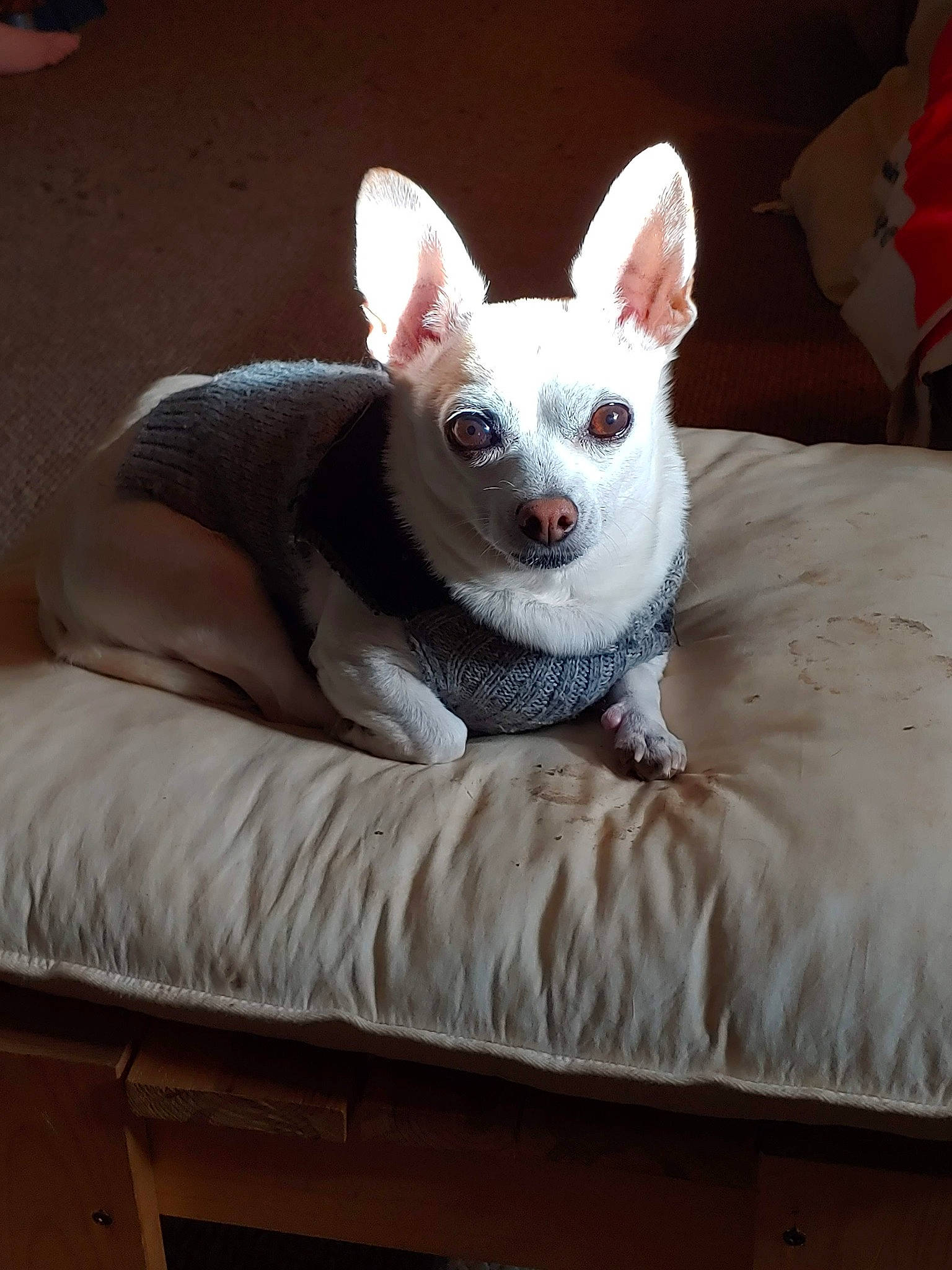 Loco joined the competition — help win amazing prizes! canidae, carmine, carnivore, comfort, companion_dog, corgi_chihuahua, dog, dog_breed, ear, fawn, fur, grey, head, snout, sporting_group, tail, terrestrial_animal, toy_dog, whiskers, working_animal