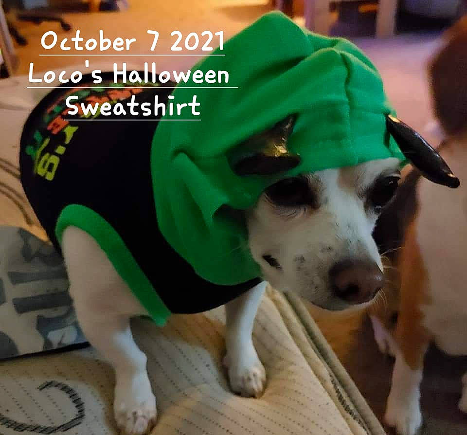 Loco is registered to the contest to win money with this photo: canidae, carnivore, collar, companion_dog, dog, dog_breed, dog_clothes, dog_collar, dog_supply, fawn, fur, leash, paw, pet_supply, sleeve, snout, sporting_group, tail, whiskers, working_animal