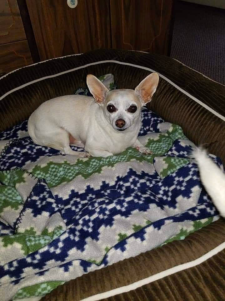 Loco is registered to the contest to win money with this photo: canidae, carnivore, chihuahua, comfort, companion_dog, couch, dog, dog_breed, dog_supply, fawn, flooring, linens, pattern, pet_supply, snout, sporting_group, toy_dog, whiskers, wood, working_animal