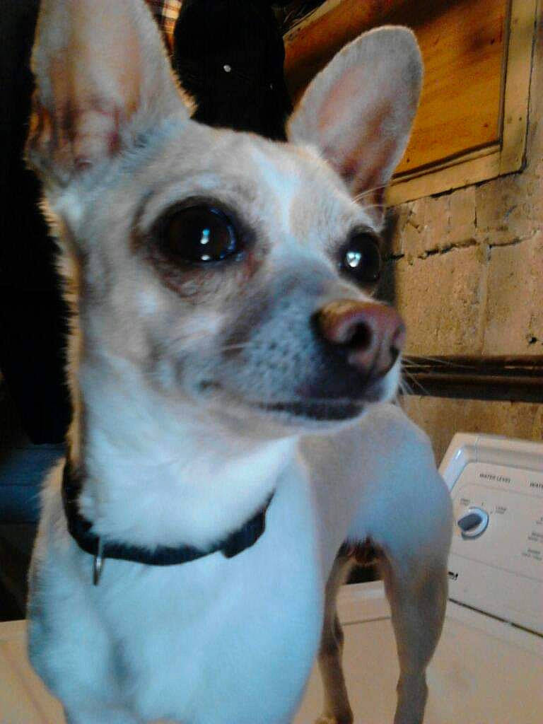 Loco is registered to the contest to win money with this photo: ancient_dog_breeds, canidae, carnivore, chihuahua, collar, companion_dog, dog, dog_breed, dog_collar, dog_supply, door, ear, fawn, fur, non_sporting_group, snout, sporting_group, toy_dog, whiskers, working_animal