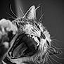 Opale a rejoint le concours — aidez-le/la à gagner de superbes lots ! cat, close_up, black_and_white, yawning, teeth, tongue, whiskers, paw, animal, pet, feline, mouth_open, sharp_teeth, portrait, indoor, fur, nose, expression, blurred_foreground, dramatic