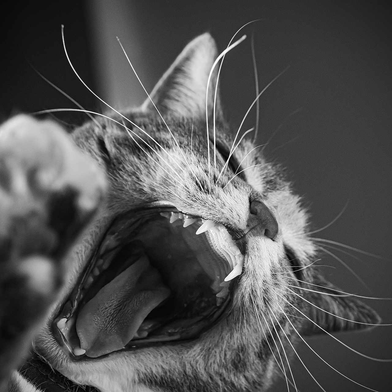 Opale a rejoint le concours — aidez-le/la à gagner de superbes lots ! animal, black_and_white, blurred_foreground, cat, close_up, dramatic, expression, feline, fur, indoor, mouth_open, nose, paw, pet, portrait, sharp_teeth, teeth, tongue, whiskers, yawning