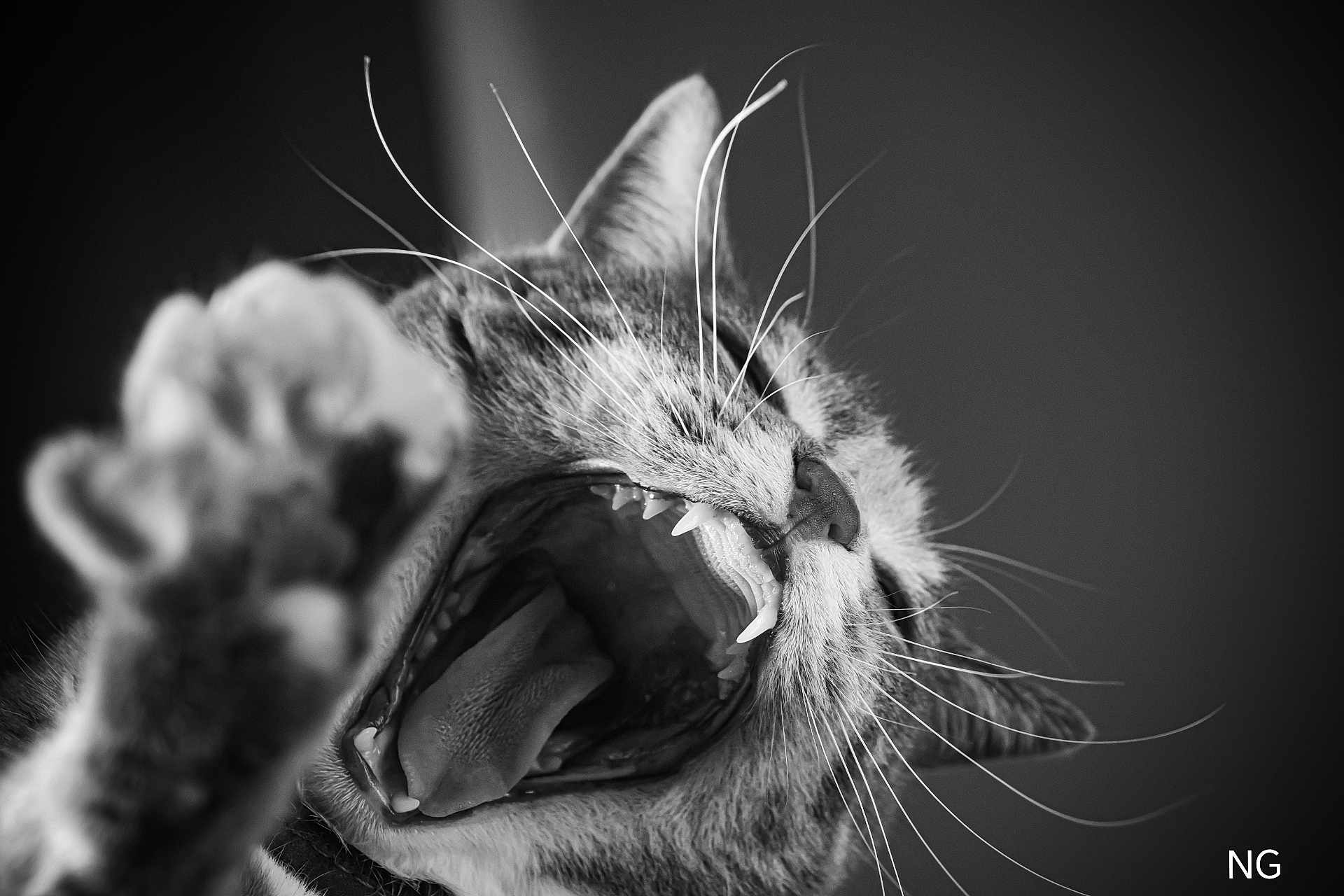 Opale a rejoint le concours — aidez-le/la à gagner de superbes lots ! cat, close_up, black_and_white, yawning, teeth, tongue, whiskers, paw, animal, pet, feline, mouth_open, sharp_teeth, portrait, indoor, fur, nose, expression, blurred_foreground, dramatic