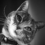 Opale a rejoint le concours — aidez-le/la à gagner de superbes lots ! cat, close_up, black_and_white, whiskers, ears, fur, collar, pet, animal, portrait, face, curious, looking, indoor, texture, soft_light, feline, background_blur, domestic_cat, head_tilt