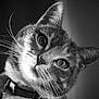 cat, close_up, black_and_white, whiskers, ears, fur, collar, pet, animal, portrait, face, curious, looking, indoor, texture, soft_light, feline, background_blur, domestic_cat, head_tilt