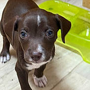 Bella is registered to the contest to win money with this photo: animal, brown, canine, closeup, curious, cute, dog, domestic_animal, ears, eyes, floor, fur, indoor, pet, puppy, small, walking, whiskers, white_paws, young_dog