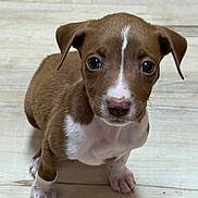 Rose joined the competition — help win amazing prizes! puppy, dog, brown, white, floor, cute, small, young, pet, animal, indoor, looking_up, ears, paw, fur, adorable, canine, portrait, domestic, mammal