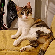 Sweepy a rejoint le concours — aidez-le/la à gagner de superbes lots ! background, calico_cat, cat, couch, curious, ears, feline, fur, home, indoor, living_room, looking, paws, pet, plastic_bag, relaxed, scooter, tail, whiskers, yellow_couch