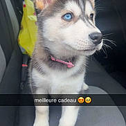 Rubis a rejoint le concours — aidez-le/la à gagner de superbes lots ! animal, blue_eyes, car_seat, cute, dog, domestic_animal, fur, husky, indoor, interior, looking_away, pet, pink_collar, portrait, puppy, seat_belt, sitting, window, yellow_bag, young