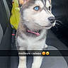 animal, blue_eyes, car_seat, cute, dog, domestic_animal, fur, husky, indoor, interior, looking_away, pet, pink_collar, portrait, puppy, seat_belt, sitting, window, yellow_bag, young