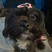 Kisses joined the competition — help win amazing prizes! dog, pet, black_fur, small_dog, bed, indoor, cute, animal, face, fur, pink_clip, smile, closeup, whiskers, ears, eyes, nose, mouth, collar, furniture