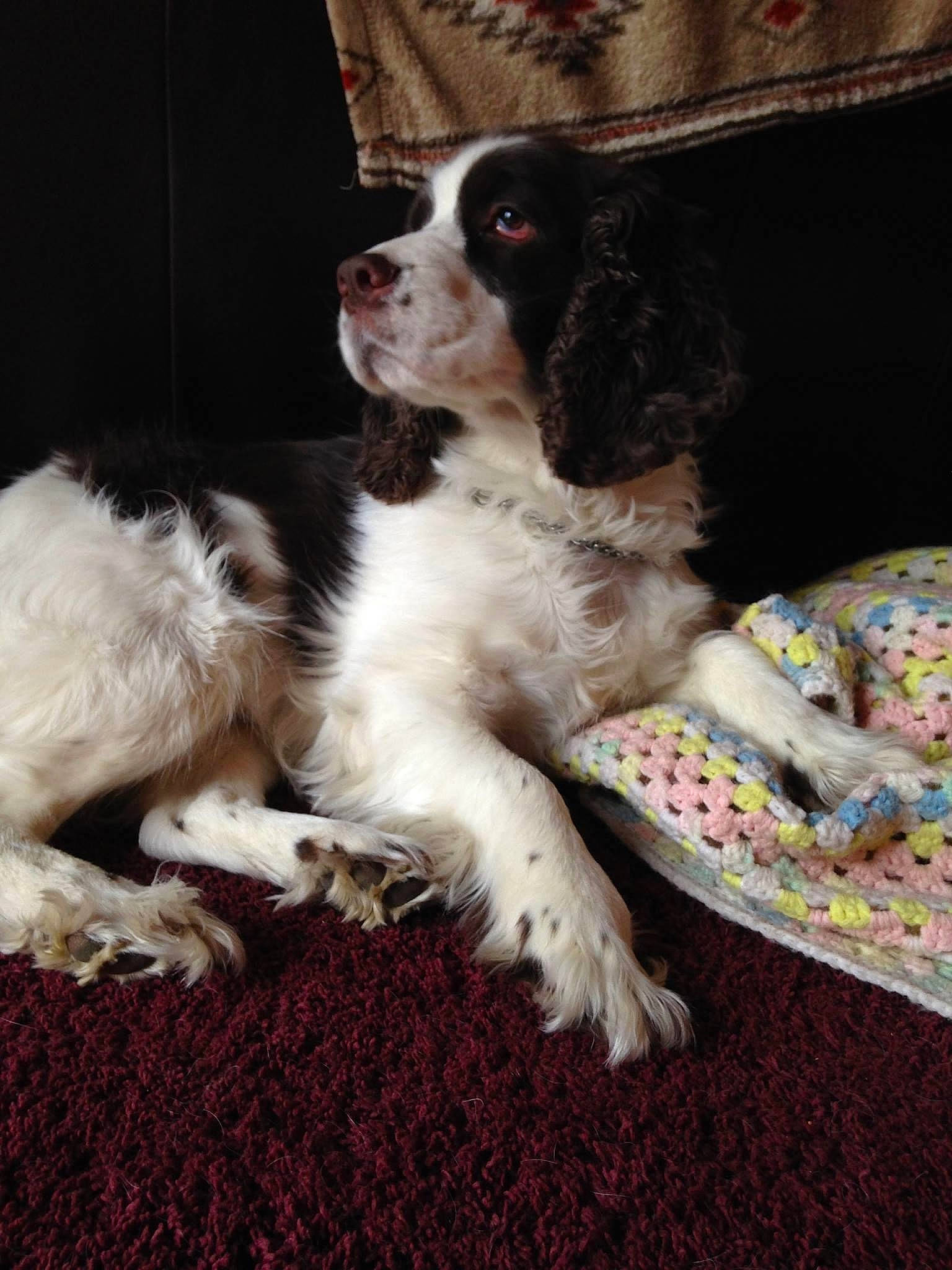 Mandi is registered to the contest to win money with this photo: canidae, carnivore, companion_dog, dog, dog_breed, drentse_patrijshond, english_springer_spaniel, french_spaniel, king_charles_spaniel, mammal, puppy, rare_breed_dog, russian_spaniel, small_munsterlander, spaniel, sporting_group, vertebrate