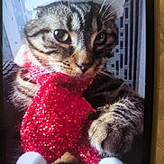 Maxou participe au concours pour gagner de l'argent avec cette photo : cat, tabby, animal, pet, holiday, santa_hat, red_scarf, sparkly, festive, cozy, closeup, whiskers, cute, feline, indoor, portrait, fur, eyes, paws, christmas