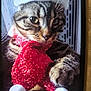 cat, tabby, animal, pet, holiday, santa_hat, red_scarf, sparkly, festive, cozy, closeup, whiskers, cute, feline, indoor, portrait, fur, eyes, paws, christmas