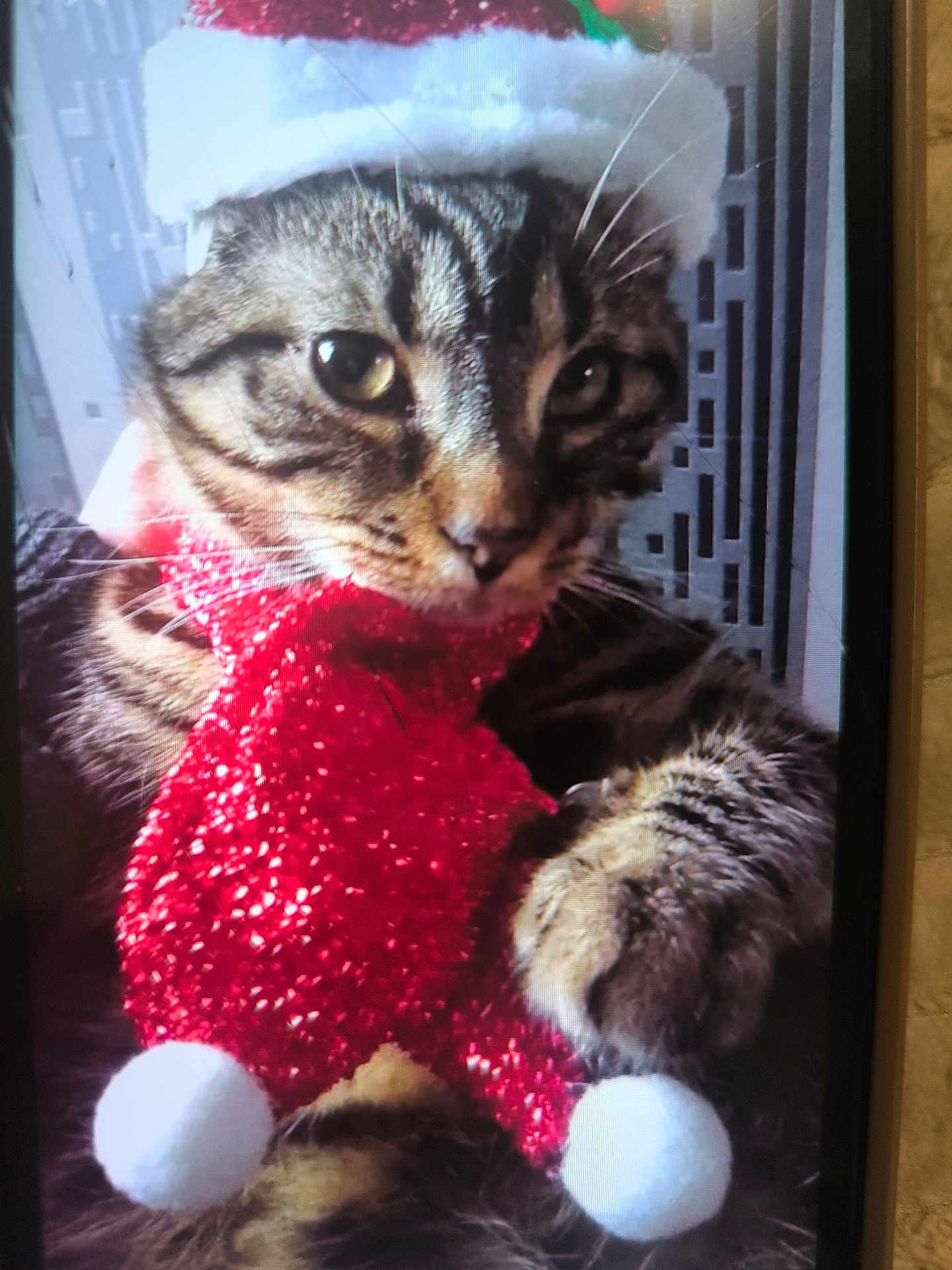Maxou participe au concours pour gagner de l'argent avec cette photo : cat, tabby, animal, pet, holiday, santa_hat, red_scarf, sparkly, festive, cozy, closeup, whiskers, cute, feline, indoor, portrait, fur, eyes, paws, christmas