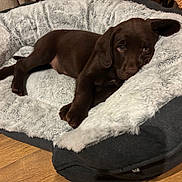 Reggie joined the competition — help win amazing prizes! puppy, dog, bed, plush, brown, pet, animal, cute, relaxed, indoor, cozy, fur, ear, floor, young, sleepy, resting, comfort, canine, domestic