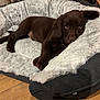 puppy, dog, bed, plush, brown, pet, animal, cute, relaxed, indoor, cozy, fur, ear, floor, young, sleepy, resting, comfort, canine, domestic
