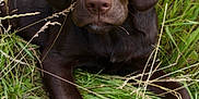Reggie joined the competition — help win amazing prizes! dog, puppy, labrador, chocolate_labrador, grass, greenery, outdoor, nature, animal, pet, laying_down, fur, ears, snout, eyes, young_dog, closeup, mammal, canine, field