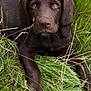 dog, puppy, labrador, chocolate_labrador, grass, greenery, outdoor, nature, animal, pet, laying_down, fur, ears, snout, eyes, young_dog, closeup, mammal, canine, field