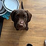 puppy, dog, chocolate_labrador, pet_bowl, wooden_floor, slipper, indoor, cute, young_dog, nose, pink_cream, looking_up, animal, domestic_animal, flooring, playful, curious, pet_accessories, mammal, companion_animal