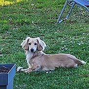 Paco participe au concours pour gagner de l'argent avec cette photo : animal, backyard, canine, chair, dog, flower, fur, garden, grass, greenery, lawn, nature, outdoor, peaceful, pet, plant, quiet, relaxing, summer, sunlight