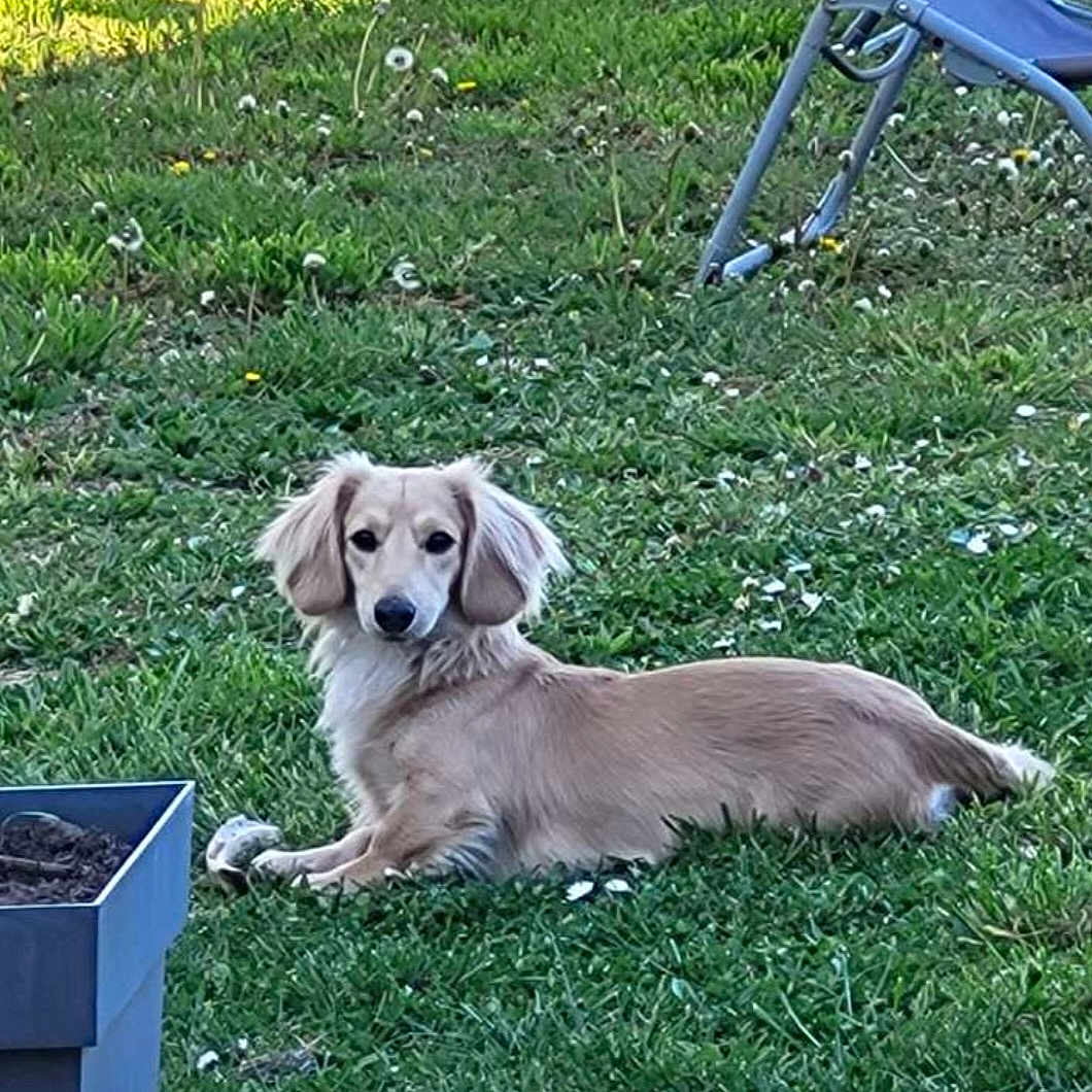 Paco