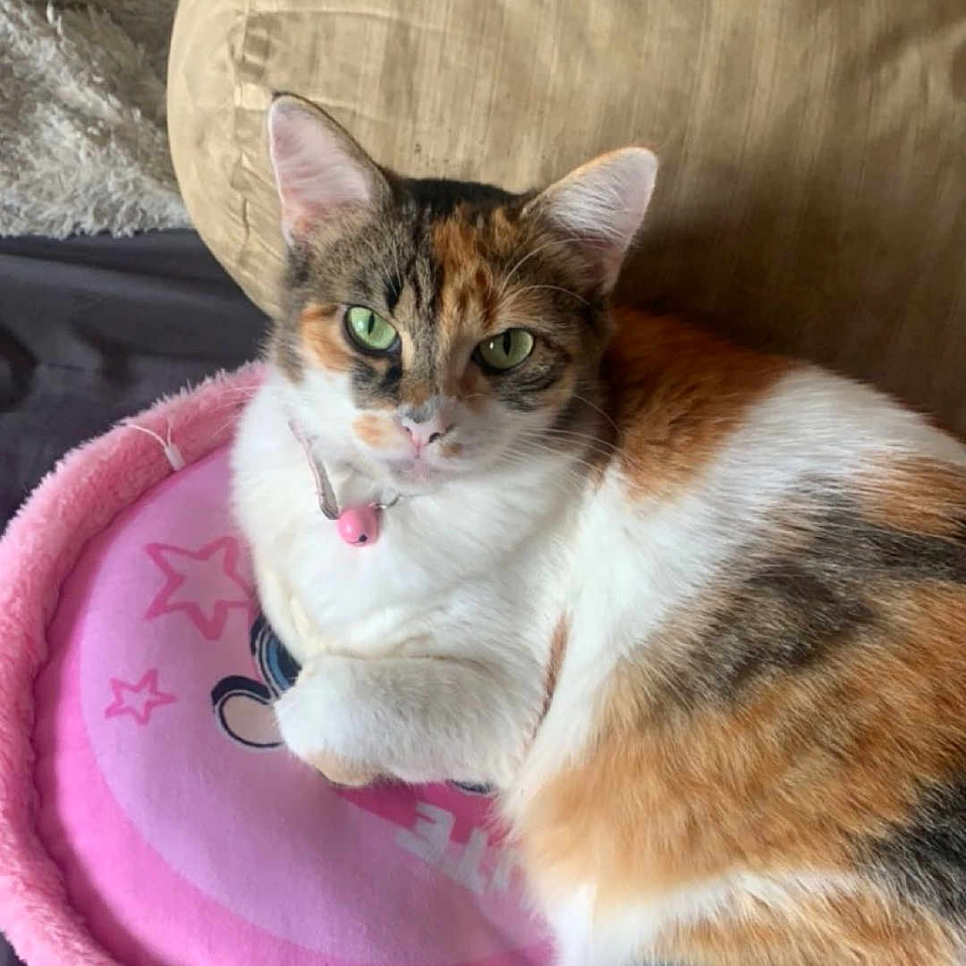 Sakuchat participe au concours pour gagner de l'argent avec cette photo : animal, bed, bell, calico_cat, cat, closeup, collar, colorful_fabric, cushion, cute, domestic_cat, feline, fur, green_eyes, indoor, pet, pink_bed, relaxed, resting, whiskers