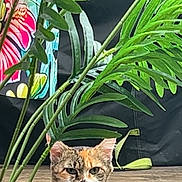 Sakuchat a rejoint le concours — aidez-le/la à gagner de superbes lots ! animal, background, cat, closeup, colorful, cute, expression, feline, fur, greenery, leaf, mischievous, nature, outdoor, pet, plant, sitting, tongue_out, whiskers, wooden_deck