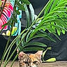 animal, background, cat, closeup, colorful, cute, expression, feline, fur, greenery, leaf, mischievous, nature, outdoor, pet, plant, sitting, tongue_out, whiskers, wooden_deck