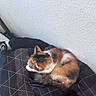 animal, bed, black, blanket, calico, cat, comfort, cozy, feline, fur, gray, home, indoor, pattern, pet, quiet, resting, sleeping, soft_light, white_wall