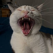Nova Bug joined the competition — help win amazing prizes! cat, yawning, close_up, indoor, whiskers, teeth, pet, animal, feline, mouth_open, face, fur, sleepy, cute, domestic, mammal, resting, expression, portrait, feline_face
