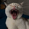 cat, yawning, close_up, indoor, whiskers, teeth, pet, animal, feline, mouth_open, face, fur, sleepy, cute, domestic, mammal, resting, expression, portrait, feline_face