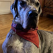Skoll a rejoint le concours — aidez-le/la à gagner de superbes lots ! dog, great_dane, indoor, red_bandana, wooden_floor, pet, canine, animal, collar, fur, portrait, mammal, domestic_animal, closeup, laying_down, large_dog, house, calm, companion, fur_pattern