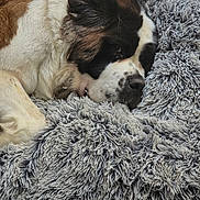 Vista a rejoint le concours — aidez-le/la à gagner de superbes lots ! dog, saint_bernard, sleeping, resting, blanket, furry, cozy, pet, animal, fur, close_up, indoors, relaxing, comfort, mammal, cute, snuggling, soft_texture, calm, companion