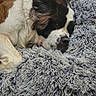 dog, saint_bernard, sleeping, resting, blanket, furry, cozy, pet, animal, fur, close_up, indoors, relaxing, comfort, mammal, cute, snuggling, soft_texture, calm, companion
