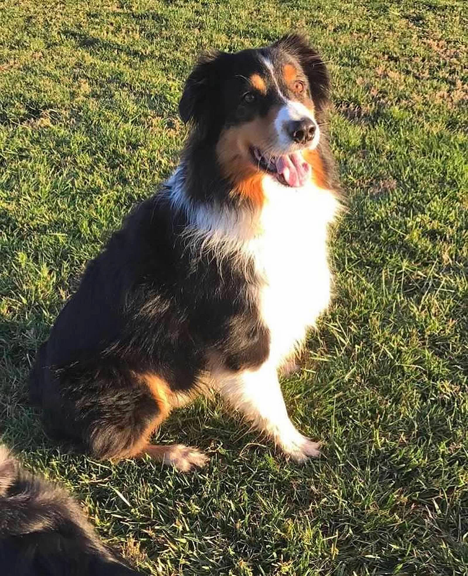 Moto is registered to the contest to win money with this photo: bernese_mountain_dog, canidae, carnivore, companion_dog, dog, dog_breed, grass, herding_dog, people_in_nature, plant, shadow, terrestrial_animal, tints_and_shades, working_dog