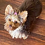 Lily joined the competition — help win amazing prizes! dog, puppy, small_dog, fluffy, pet, indoor, wooden_floor, cute, adorable, fur, ears, animal, looking_up, pink_hair_tie, portrait, domestic_animal, companion, friendly, young_dog, canine