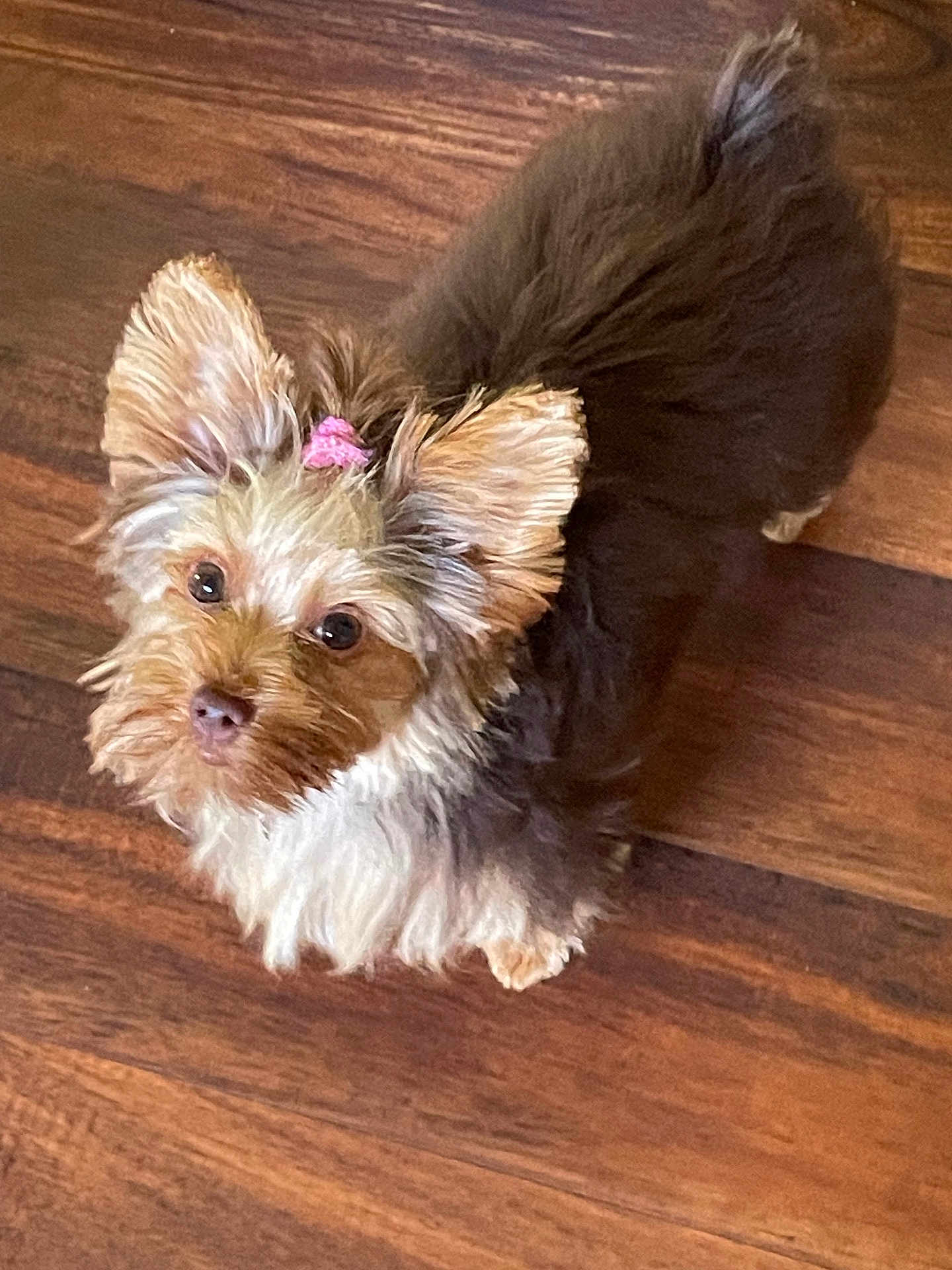 Lily