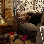 Lily is registered to the contest to win money with this photo: dog, small_dog, plush_toys, stuffed_animals, hanging_chair, cushion, carpet, wood_paneling, lamp, indoor, cozy, relaxing, pet, brown_dog, soft_toys, furniture, home_interior, resting, quiet, comfortable