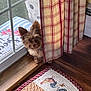 Lily is registered to the contest to win money with this photo: dog, curtain, plaid, glass_door, rug, wooden_floor, indoor, small_dog, pet, animal, window, pattern, fabric, floor_mat, decor, cozy, shy, peeking, home, light