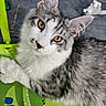 cat, gray_cat, white_cat, amber_eyes, fluffy_fur, chair, green_chair, dinosaur_print, stuffed_toy, polar_bear_toy, tile_floor, pet, animal, close_up, looking_up, whiskers, ears, cute, indoor, domestic