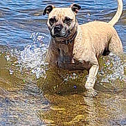 Nala participe au concours pour gagner de l'argent avec cette photo : dog, water, splash, outdoor, animal, pet, canine, nature, river, playful, wet, fur, summer, happy, energetic, mammal, tail, ears, collar, reflection