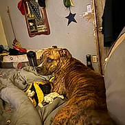 Sammy is registered to the contest to win money with this photo: dog, brindle, bed, blanket, toy, mirror, hat, wall, door, decoration, star, room, indoor, furniture, canine, looking, side_eye, cozy, messy, relaxed