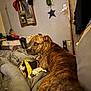 dog, brindle, bed, blanket, toy, mirror, hat, wall, door, decoration, star, room, indoor, furniture, canine, looking, side_eye, cozy, messy, relaxed